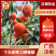 柑橘桂林精品沃柑口感好皮薄汁多化渣专业代收按需配