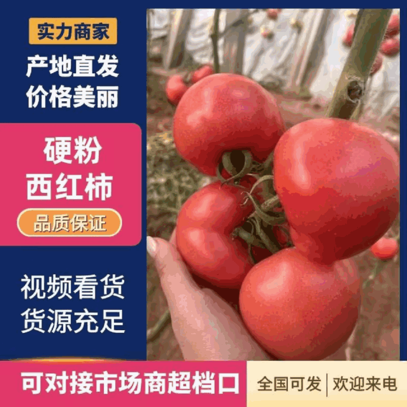 【冰点价】硬度好耐运输耐储存卖相好规格齐全按需分拣打包