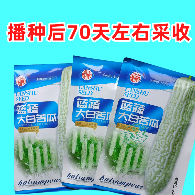 蓝蔬大白苦瓜种子50克大包装基地高产抗病耐寒耐热四季