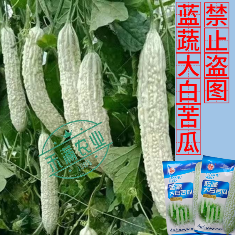 蓝蔬大白苦瓜种子50克大包装基地高产抗病耐寒耐热四季