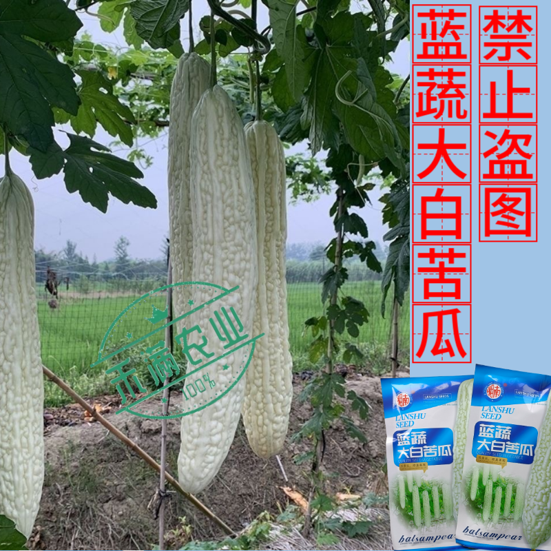 蓝蔬大白苦瓜种子50克大包装基地高产抗病耐寒耐热四季