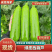 【绿皮西葫芦】临沂西葫芦一手产地货条形好无擦伤疤痕条形好