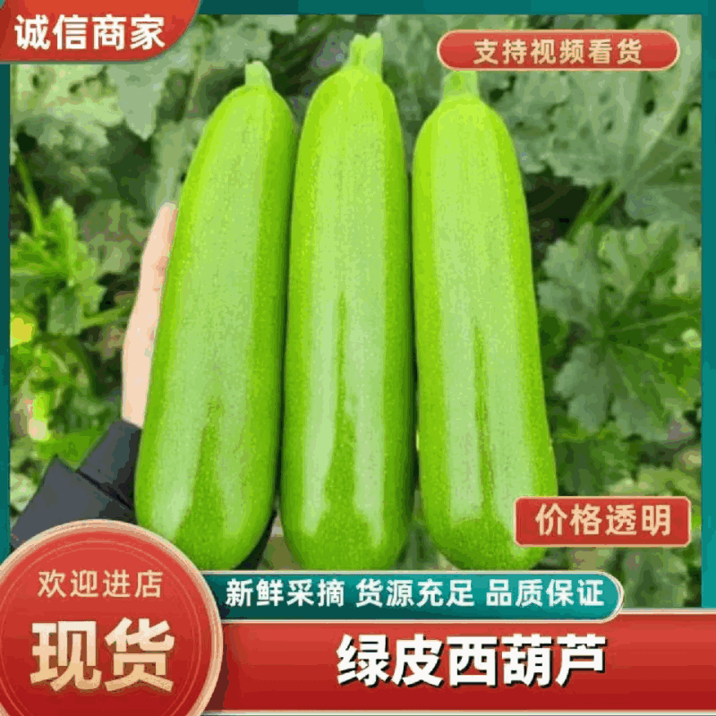 【绿皮西葫芦】临沂西葫芦一手产地货条形好无擦伤疤痕条形好