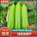 【人气旺】山东西葫芦现场看货挑货满意为止网袋纸箱框子都有