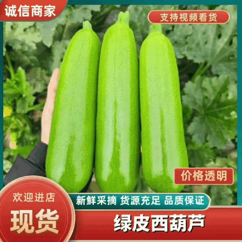 【人气旺】山东西葫芦现场看货挑货满意为止网袋纸箱框子都有