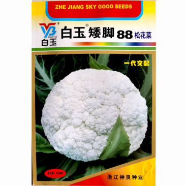 白玉矮脚88松花菜种子青梗花椰菜耐寒春秋南北方种植