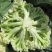 白玉矮脚88松花菜种子青梗花椰菜耐寒春秋南北方种植