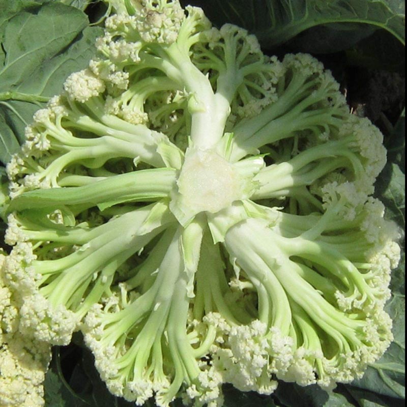 白玉矮脚88松花菜种子青梗花椰菜耐寒春秋南北方种植
