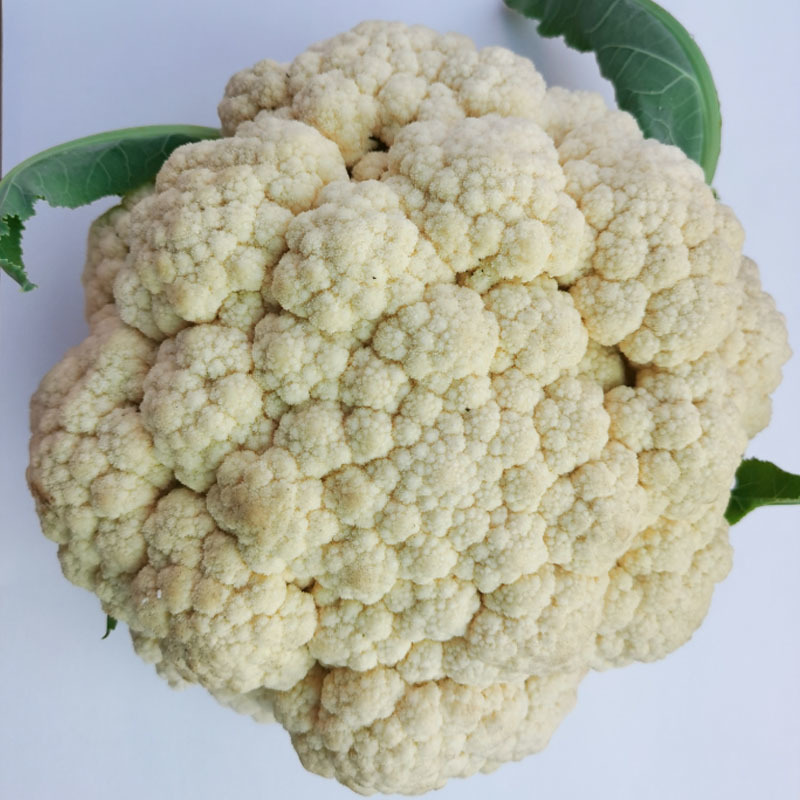白玉矮脚88松花菜种子青梗花椰菜耐寒春秋南北方种植