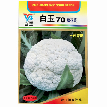 白玉70松花菜种子白青梗耐寒散花球面雪白70天上市