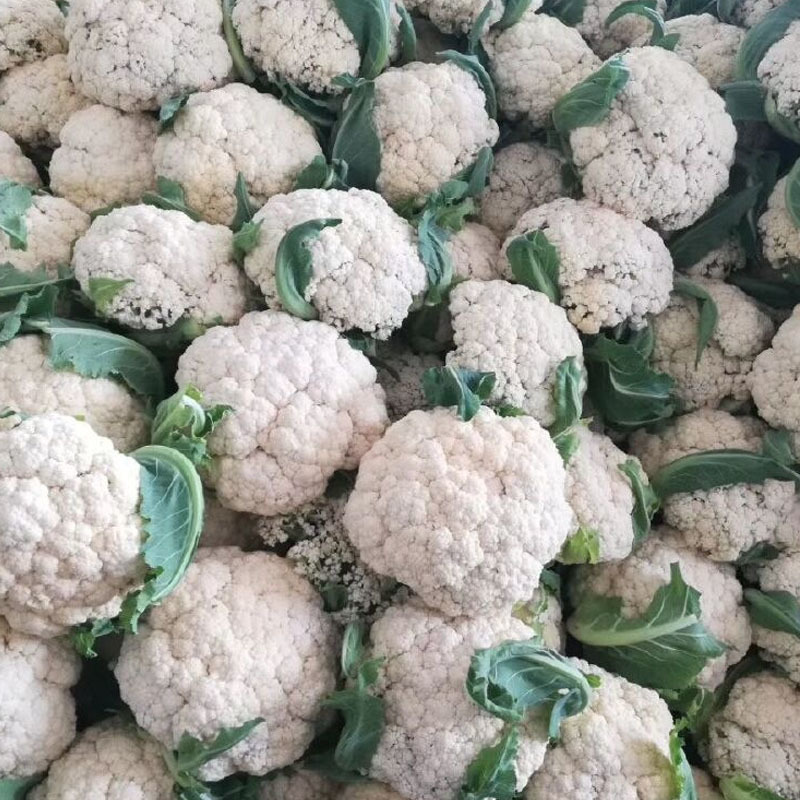 白玉70松花菜种子白青梗耐寒散花球面雪白70天上市