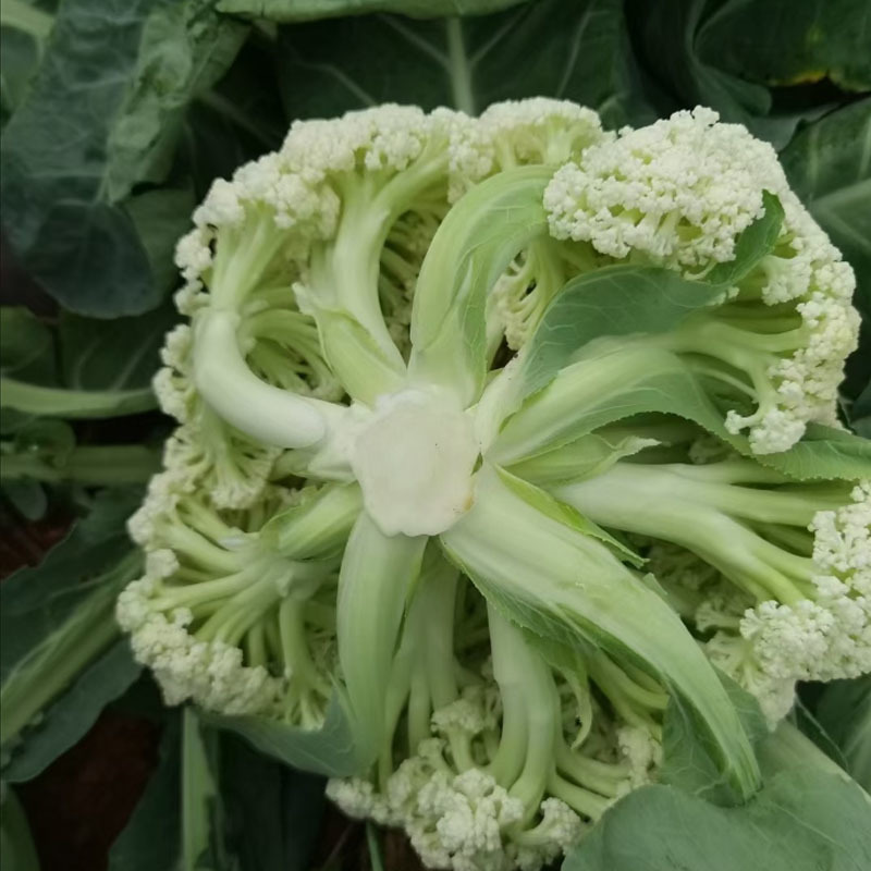 白玉78松花菜种子细米花型青梗球面雪白春秋种植