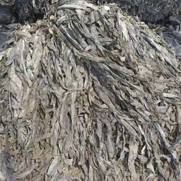 福建南日岛海带又长又黑***海带无沙挂菜货源稳定量大的来