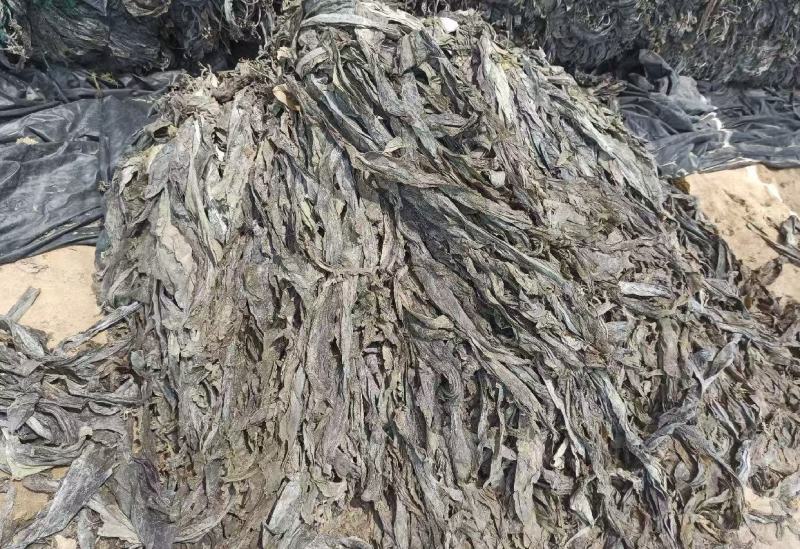 福建南日岛海带又长又黑***海带无沙挂菜货源稳定量大的来