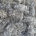 福建南日岛海带又长又黑***海带无沙挂菜货源稳定量大的来
