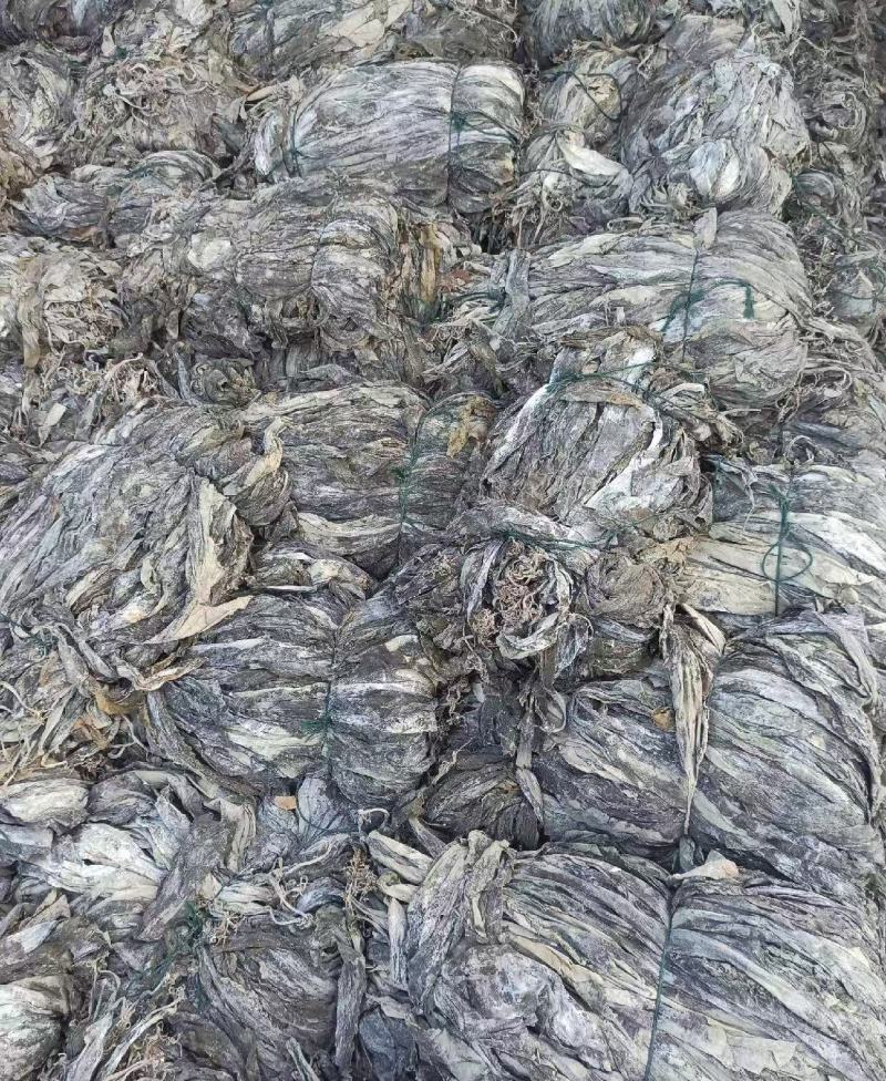 福建南日岛海带又长又黑***海带无沙挂菜货源稳定量大的来