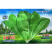 汉斯沙拉菜种子10g凉拌沙拉生菜孔雀菜四季阳台菜园盆栽