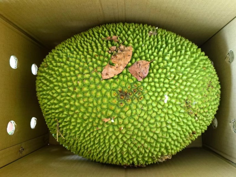 海南红肉菠萝蜜一件代发产地直发一手货源对接各大电商平台