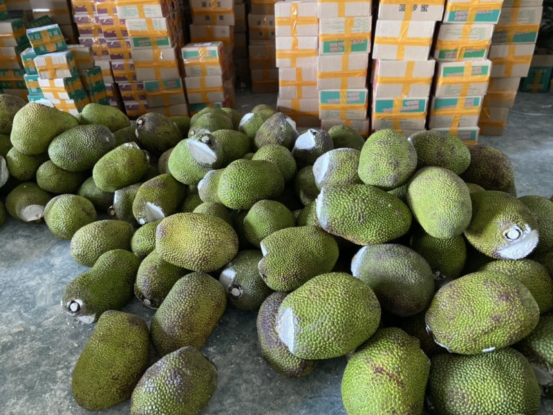 海南红肉菠萝蜜一件代发产地直发一手货源对接各大电商平台