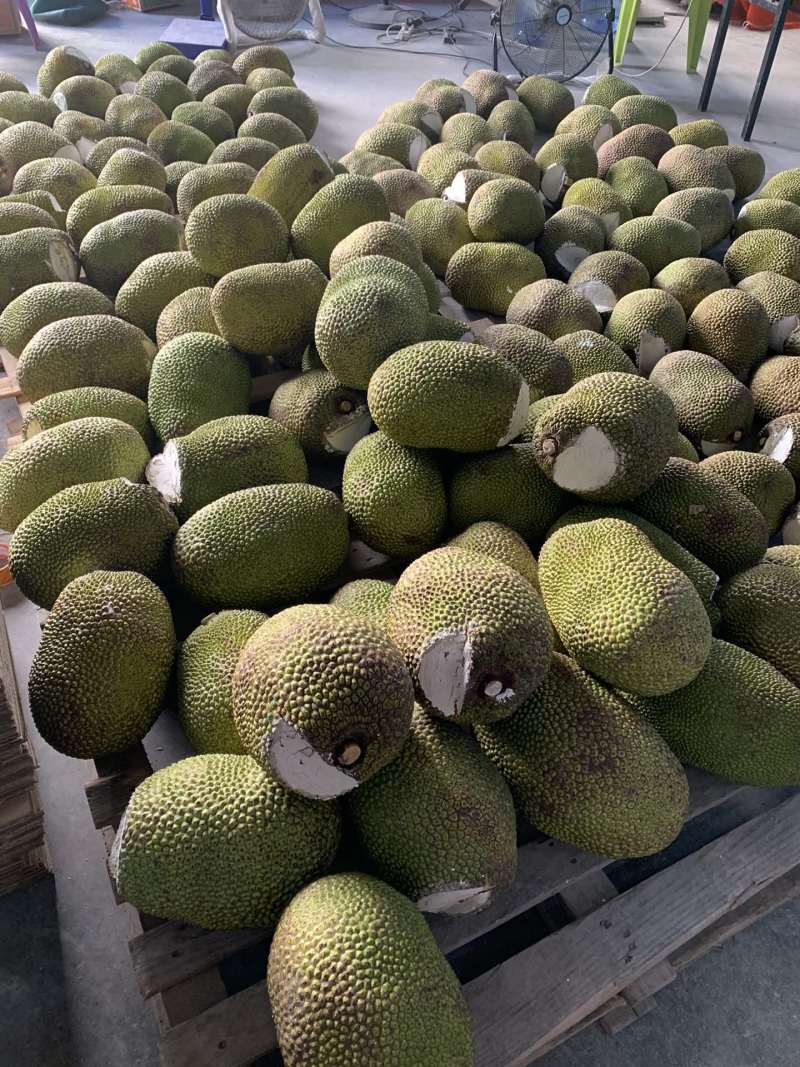 海南红肉菠萝蜜一件代发产地直发一手货源对接各大电商平台