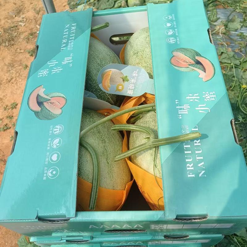 【实力】晓蜜25哈密瓜全国发货诚信经营