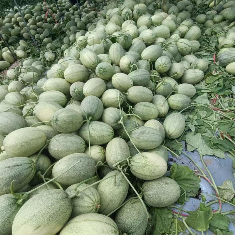【实力】晓蜜25哈密瓜全国发货诚信经营