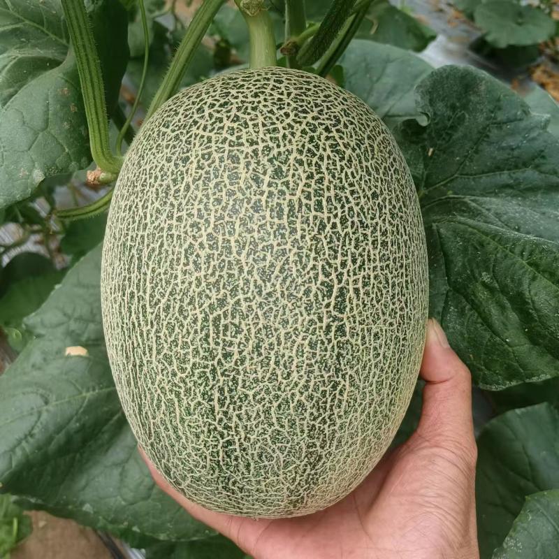 海南海沙地哈密瓜25号现大，承接大中小商超团购及档口等业