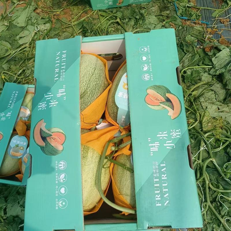 海南海沙地哈密瓜25号现大，承接大中小商超团购及档口等业