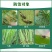 百农思达70%高浓度吡虫啉正品农用甘蓝蚜虫杀虫剂现货包邮