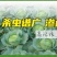 百农思达5.7%甲氨基阿维菌素苯甲酸盐甘蓝小菜蛾杀虫剂正