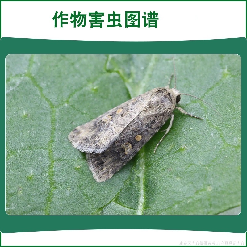 正品百农思达3.2%含量甲维盐氯氰甘蓝甜菜夜蛾农用杀虫剂