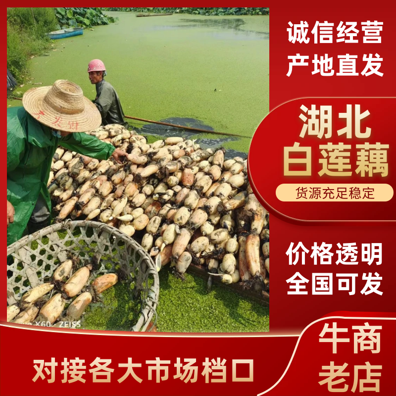 湖北荆门莲藕大量上市欢迎新老客户前来选购，货源稳定