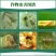 百农思达11.8%高含量甲维·虫螨腈甘蓝甜菜夜蛾菜青虫杀