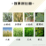 25%高含量吡唑醚菌酯正品百农思达香蕉叶斑病小麦赤霉病杀