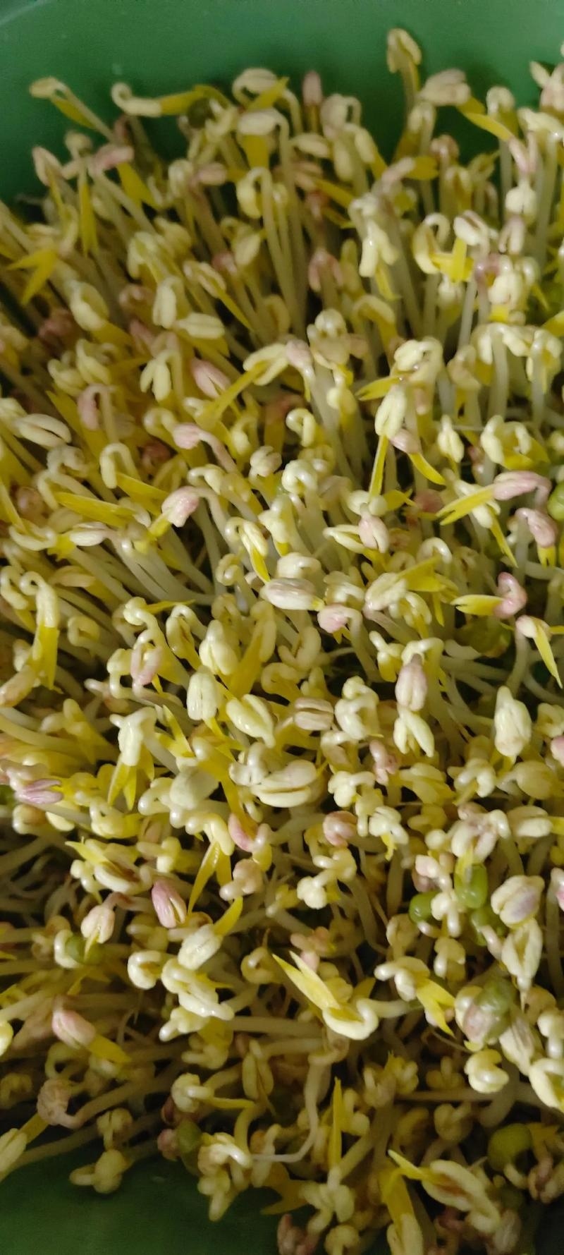 水培绿豆芽