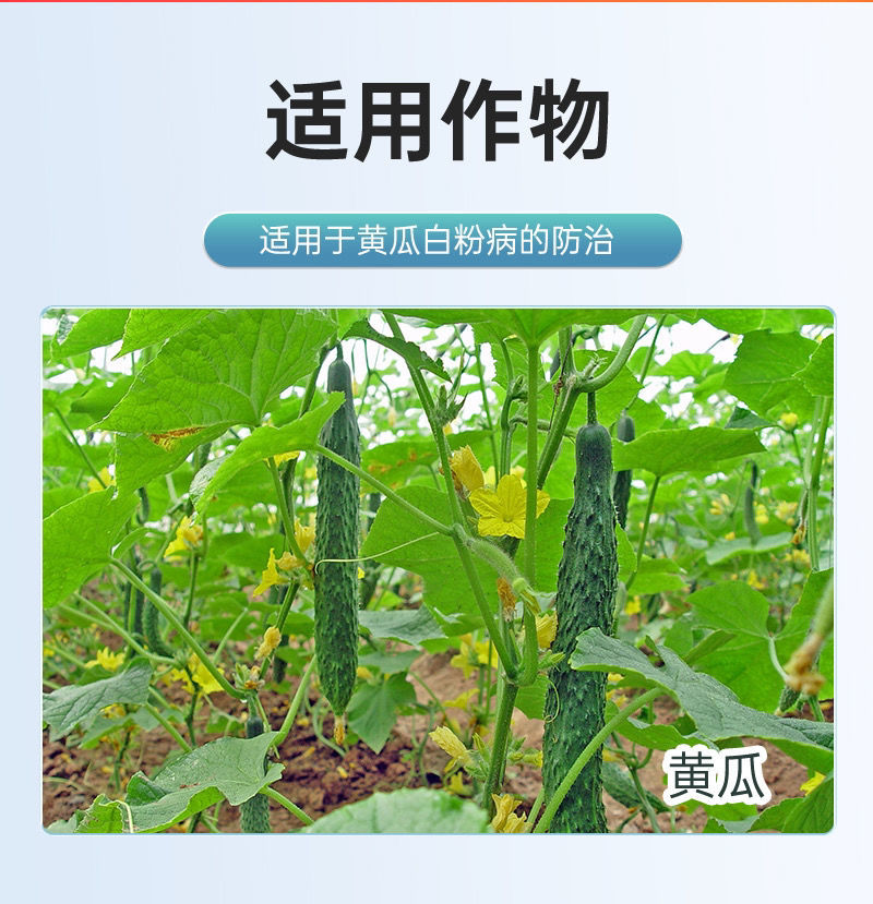 百农思达50%高含量福美双农用黄瓜白粉病可湿性粉剂袋装杀