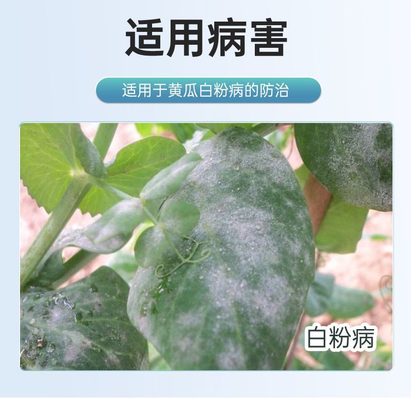 百农思达50%高含量福美双农用黄瓜白粉病可湿性粉剂袋装杀