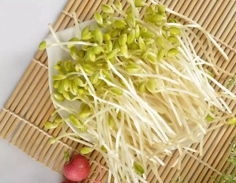 水培绿豆芽