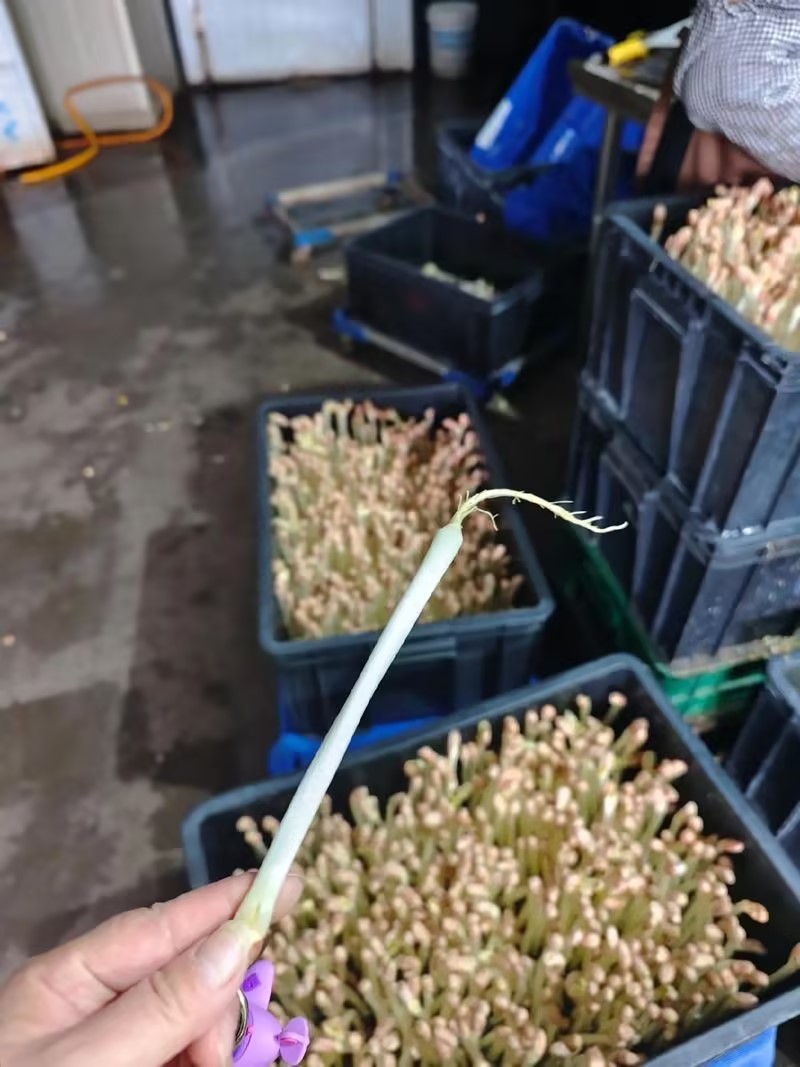 富氧水培育芽苗菜优质花生芽，全国发货，量大从优欢迎咨询