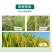 6%春雷霉素杀菌剂正品百农思达农用水稻稻瘟病白菜黑腐病
