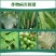 80%高含量嘧霉胺黄瓜灰霉病白粉病快速除菌正品百农思达