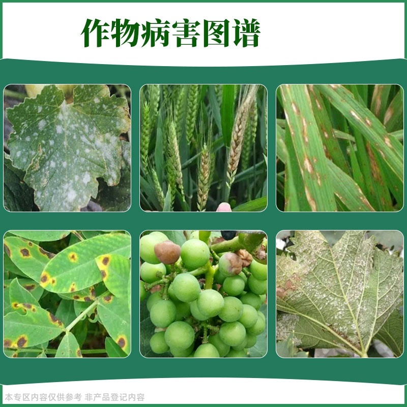 80%高含量嘧霉胺黄瓜灰霉病白粉病快速除菌正品百农思达