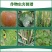 70%高含量甲基硫菌灵果树蔬菜黄瓜白粉病农用杀菌剂正品