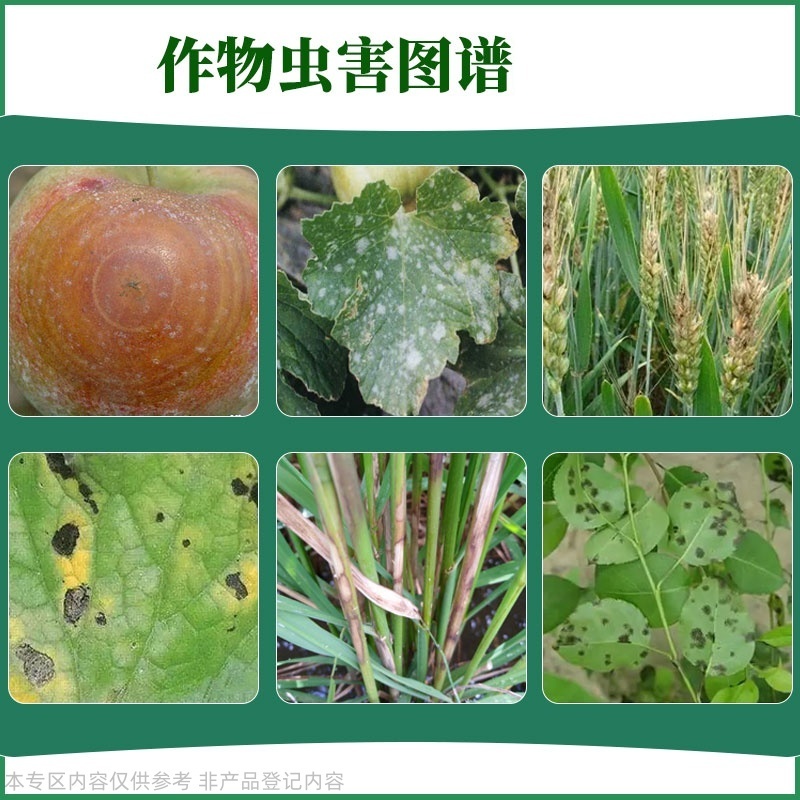 70%高含量甲基硫菌灵果树蔬菜黄瓜白粉病农用杀菌剂正品