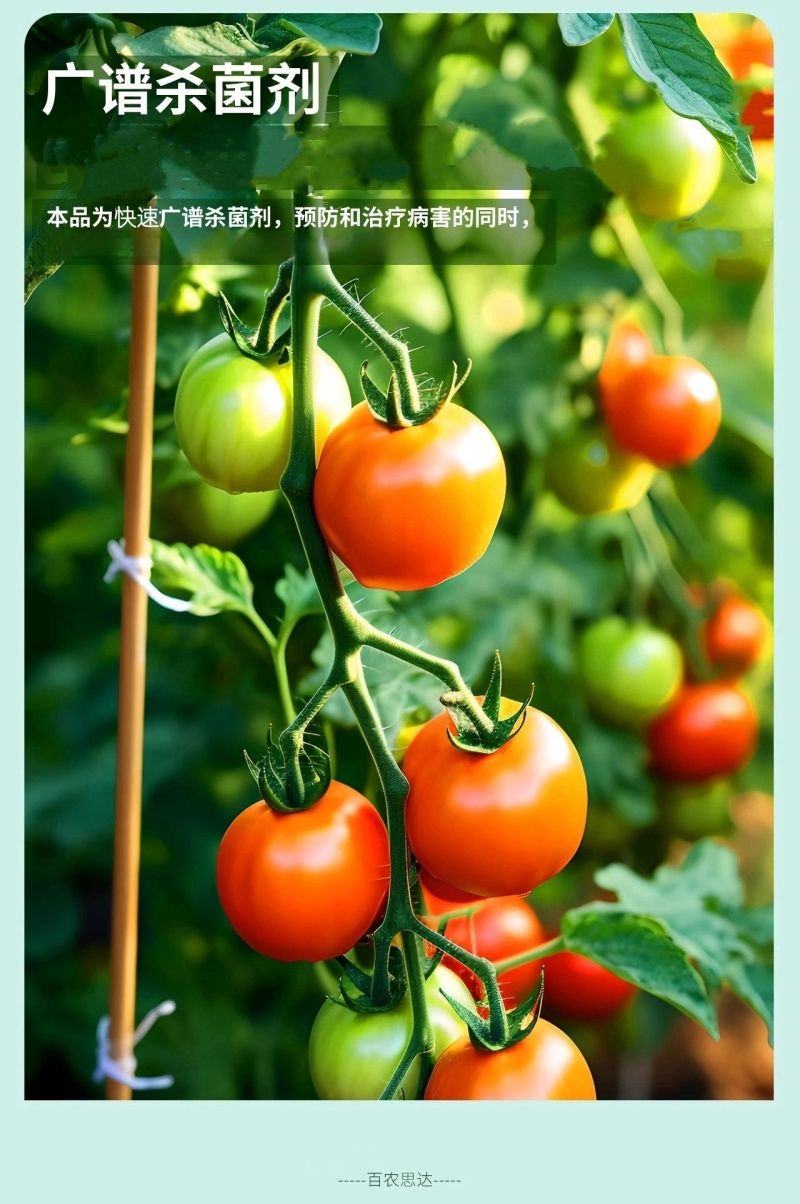 70%高含量甲基硫菌灵果树蔬菜黄瓜白粉病农用杀菌剂正品