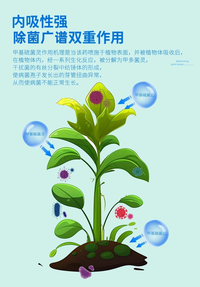 70%高含量甲基硫菌灵果树蔬菜黄瓜白粉病农用杀菌剂正品
