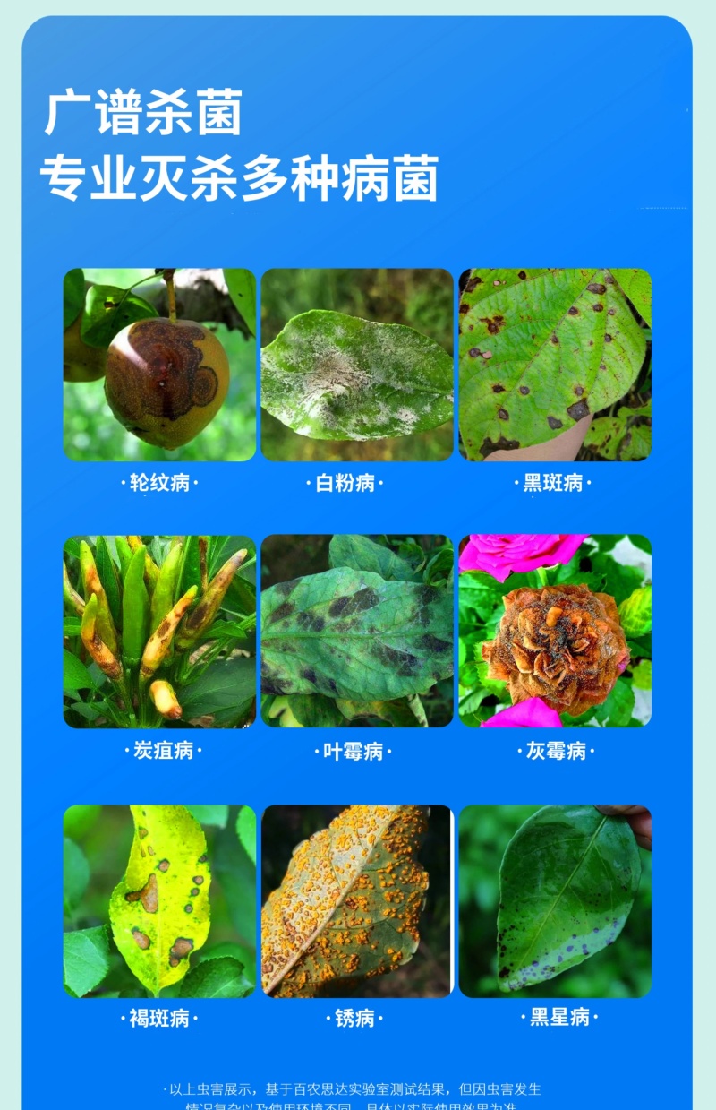 70%高含量甲基硫菌灵果树蔬菜黄瓜白粉病农用杀菌剂正品