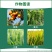 0.01%24-表芸苔素内酯正品百农思达小麦柑橘树水稻