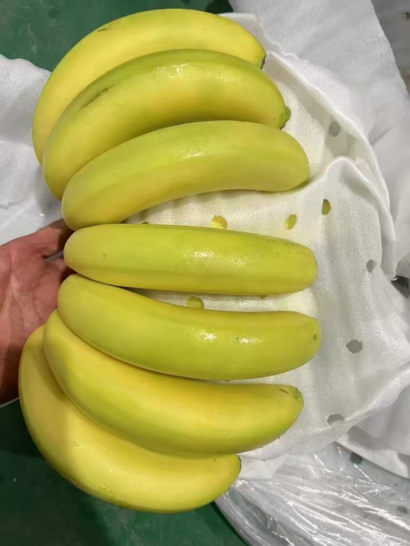 【香蕉】河口香蕉菲律宾进口青蕉二黄蕉一手批发现货发货