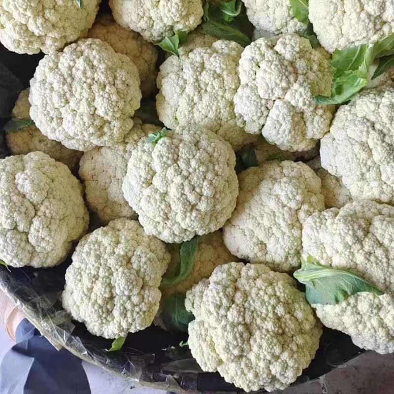 台松55天青梗松花菜种子早熟耐热耐湿生长快基地品种